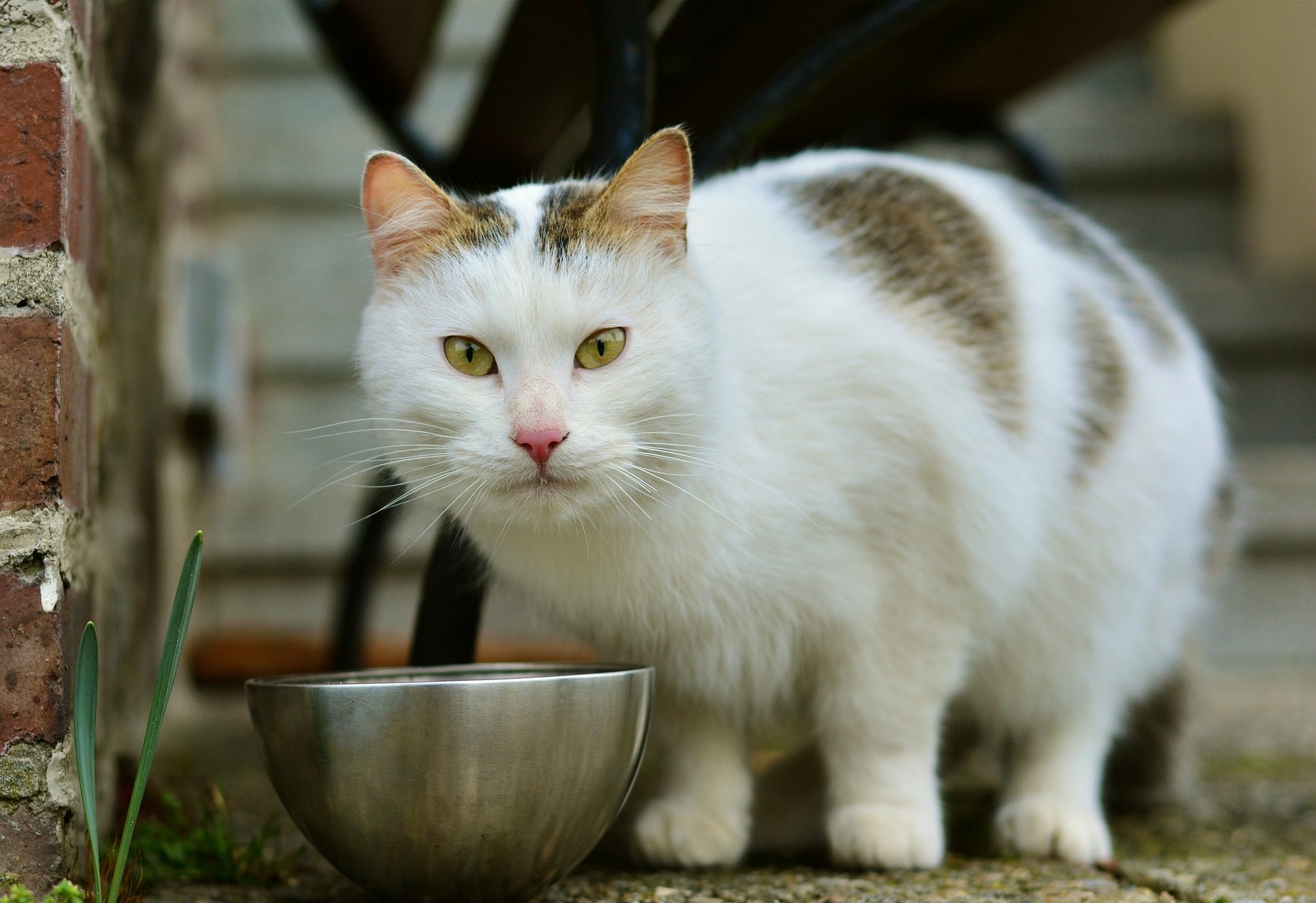 Quanta ração dar para o meu gato? | Blog Dona Descartáveis