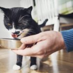 Erros na alimentação dos gatos